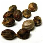Семена марихуаны АК-47  (Seeds AK-47) в Тогучине